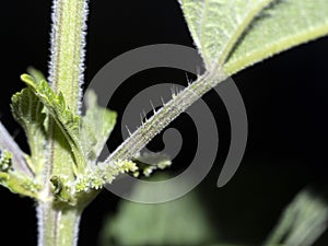 Nettle leaf detail close up