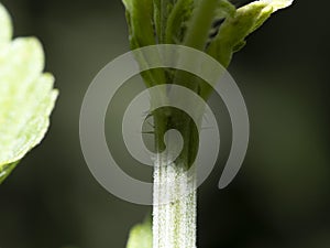 Nettle leaf detail close up