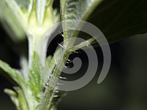 Nettle leaf detail close up