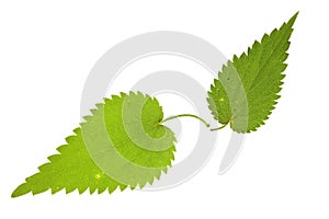 Nettle leaf on isolated