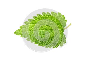 Nettle leaf isolated