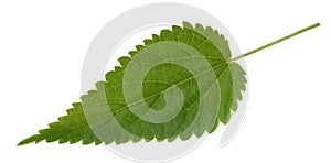 Nettle leaf isolated