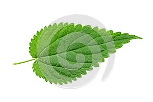 Nettle leaf isolated