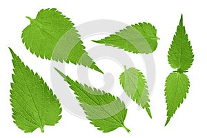Nettle leaf isolated on white background. Top view. Flat lay