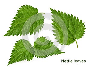 Nettle leaf isolated on white without shadow
