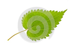 Nettle leaf