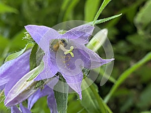 Nettle-leaved bellflowe Campanula trachelium, NesselblÃÂ¤ttrige Glockenblume oder Nesselblaettrige Glockenblume, Campanule gantelÃÂ©