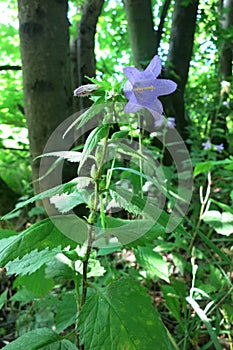 Nettle-leaved Bellflower (Campanula trachelium)