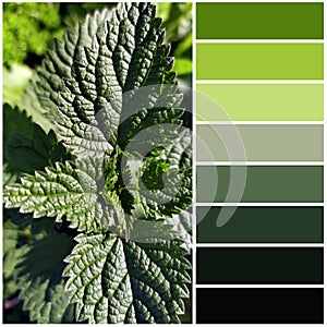 Nettle leaves close-up. The color palette coming from the image corresponds to the shades of autumn photo
