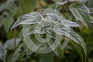 Nettle leaves with frozen frosting at sunrise