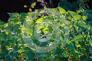 Nettle leaves in sunlight. Nettle in forest. Freshness of nature. Botany and environment concept. Useful herbs concept.