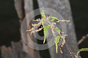 Nettle at Novaci, Romania 1