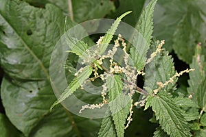 Nettle at Novaci, Romania 3