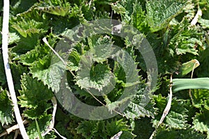 Nettle of Novaci-Romania 35