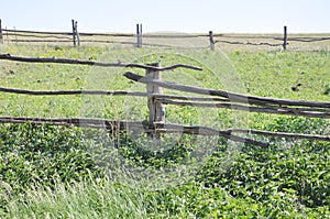 Nettle overgrown paddock ranch wooden fence