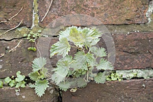 Nettle plant growing through an old brick wall