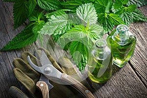 Nettle plant, healthy infusion or oil bottle, gloves and garden pruner. Top view.