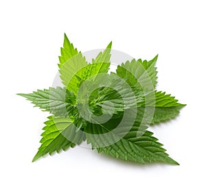 Nettle plant on a white background