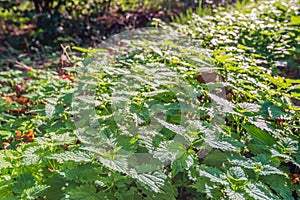 Nettle plants in early morning sunlight