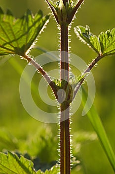 Nettle silhouette