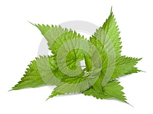 Nettle