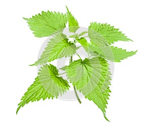 Nettle