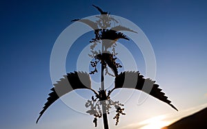 Nettle in the sun. Slovakia