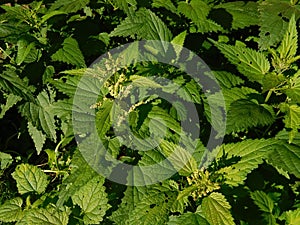 Nettle thickets
