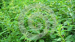 Nettle thickets on a summer day swaying in the breeze