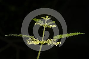 Nettle Tip with Flowers and Leaves on Black Background