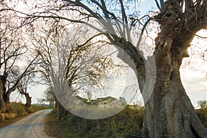 Nettle tree alley with ancient catalan farmers house