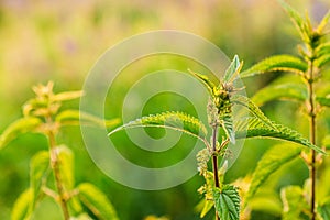 Nettle Twig, Stinging Nettle, Urtica Dioica In Summer Field.