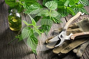 Nettle twigs, healthy infusion or oil bottle, gloves and garden pruner.