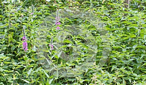 Nettle or Urtica Dioica with Lythrum salicaria or loosestrife, Europe
