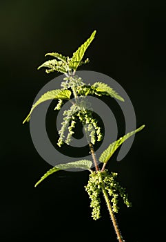 Nettle, Urtica dioica photo