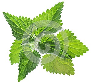 Nettle or urtica leaves isolated on white background photo