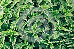 nettle