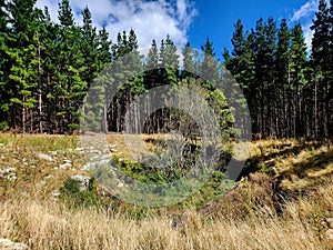 Nettlebed Cave in a Pine Forest photo