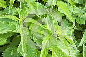 Nettles background