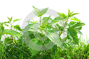 nettles green plant on white