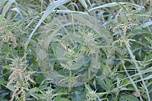 Nettles with light frost