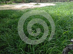 Netural summer grass, farm house in ghas photo