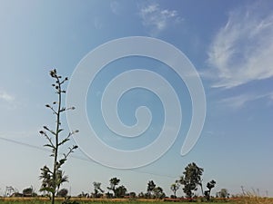 Neture looks good tree and plant