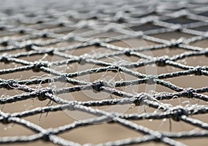 Network. The background is blurred, highlighting the detailed texture and