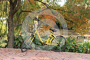 Network Bike in a park at autumn