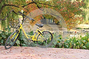 Network Bike in a park at autumn