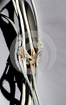 Network cable is broken. Closeup shot of a broken UTP ethernet cable. Break network cable.