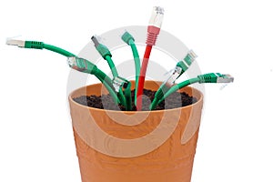 Network cable in flowerpot