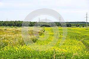 Network of electricity yellow meadows fields blooming flowers