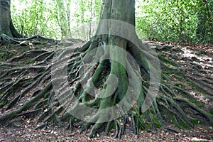 Network of roots from big old tree